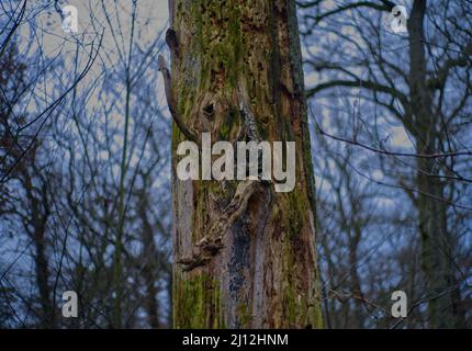 Closeup shot of poplar tree bark in the forest Stockfoto