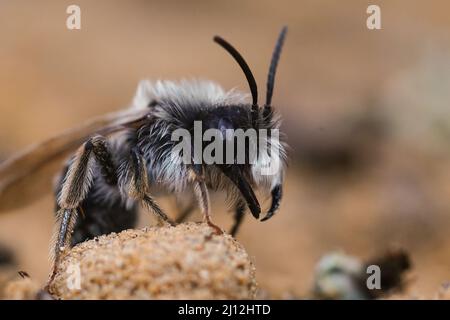 Seitliche Nahaufnahme einer männlichen Gray-backed-Bergbaubiene, Andrena Vaga auf dem Boden, zeigt ihre massiven Kiefer Stockfoto