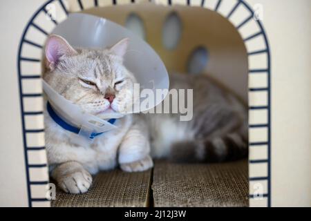 Junge Katze trägt Plastikkragen, um Lecken zu verhindern, verschlafen tabby Sie schläft in einem Karton, Arme kranke Katze ist es leid, ein Halsband am Hals zu tragen, Stockfoto