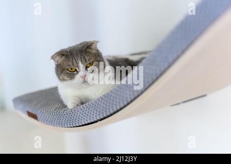 Eine Katze sitzt auf einem gebogenen Regal mit blauen weichen Kissen, einem dekorativen Wandregal für Katzen, einer grau-weiß gestreiften schottischen Faltenkatze, die hoch schaut Stockfoto