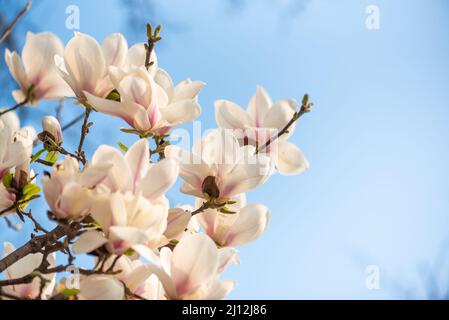 Magnolienbaum blüht an einem sonnigen Tag vor blauem Himmel Stockfoto