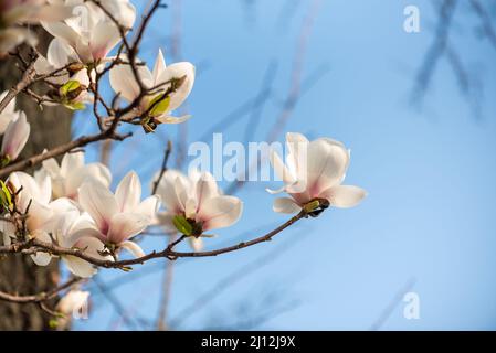 Magnolienbaum blüht an einem sonnigen Tag vor blauem Himmel Stockfoto