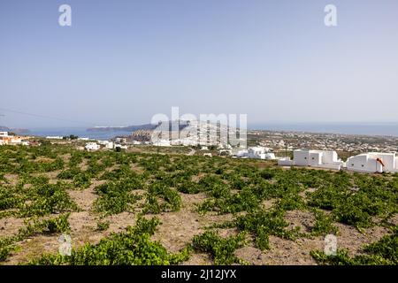 Assyrtiko - einheimische Weintraube auf dem Weinhof auf der Insel Santorini, Griechenland Stockfoto