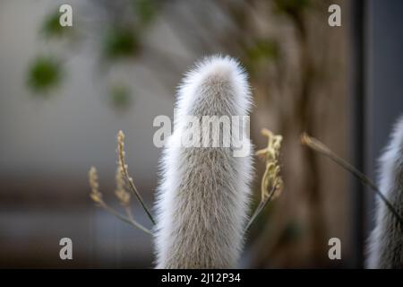 Cleistocactus strausii Cactus Stockfoto