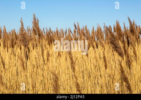 Saatköpfe der Sumpfpflanze Norfolk Reed oder Common Reed (Phragmites australis), Bromeswell, Suffolk, England, Großbritannien Stockfoto