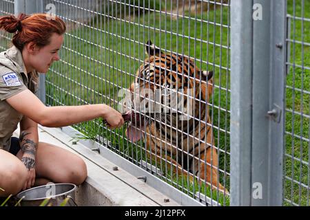 Säugetiere / Satu der Sumatran Tiger im Ballarat Wildlife Park in Ballarat Australien. Stockfoto