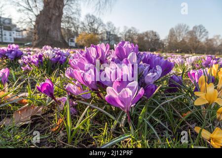 Violette Krokusse auf einer Wiese im Park Stockfoto