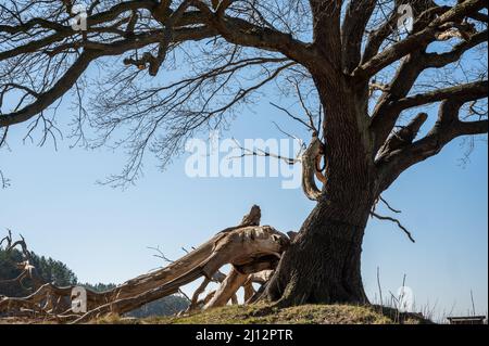 Ein alter Baum mit freiliegenden Wurzeln an einem sonnigen Tag vor einem blauen Himmel. Stockfoto