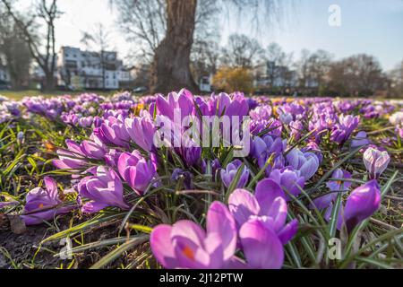 Violette Krokusse auf einer Wiese im Park Stockfoto