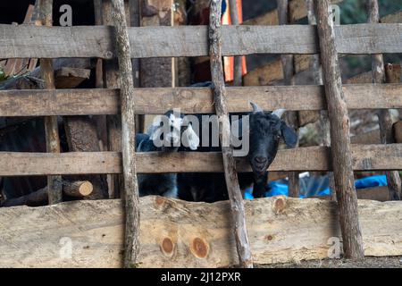 Zwei Ziegen kleben ihre Köpfe durch einen Holztäfelzaun. Stockfoto