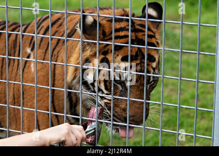 Säugetiere / Satu der Sumatran Tiger im Ballarat Wildlife Park in Ballarat Australien. Stockfoto