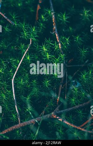 Grünes Moos im Wald, Schweiz Stockfoto