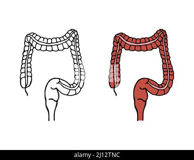 Vektordarstellung „Colon Doodle“. Verdauungssystem Cartoon-Symbole auf weißem Hintergrund isoliert. Menschliches inneres Organ im handgezeichneten Stil. Stock Vektor