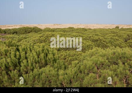 Niedrige Kiefernsträucher und Sanddünen im Hintergrund des Donana National Park in der Nähe der Atlantikküste Stockfoto