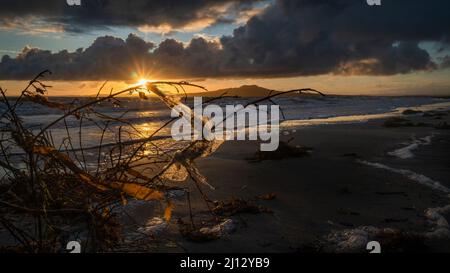 Plastikfolie und Algen wuschen den Strand bei Sonnenaufgang, Rangitoto Island im Hintergrund, Auckland. Stockfoto