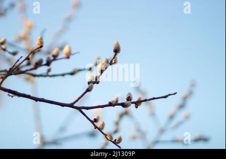 Holly Weide (lateinisch Salix acutifolia) ist eine Art von Laubbäumen oder Sträuchern der Gattung Weide (Salix) der Wildenfamilie (Salicaceae) Stockfoto