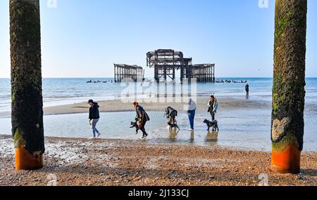 Brighton UK 22. March 2022 - Hundewanderer genießen einen schönen, sonnigen Morgen und eine extra Ebbe am West Pier von Brighton, da das warme, sonnige Wetter in ganz Großbritannien anhalten wird und die Temperaturen die hohen Teenager im Südosten erreichen werden: Credit Simon Dack / Alamy Live News Stockfoto