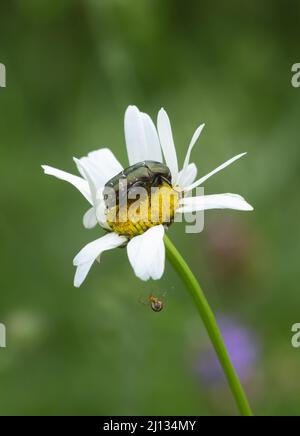 Blumenkäfer auf Ochsenauge Gänseblümchen mit einer Spinne unter der Blume Stockfoto