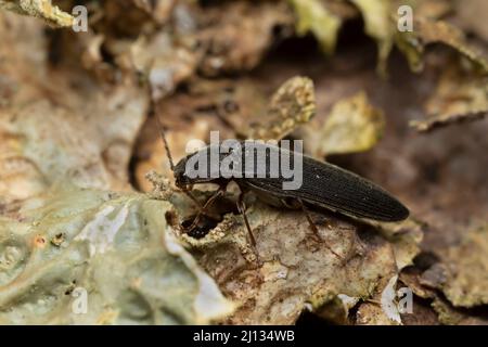 Melanotus-Klickkäfer auf Waldkraut, Makrofoto. Stockfoto