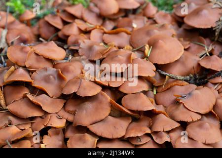 Viele Pilze wachsen in der natürlichen Umgebung, Nahaufnahme Stockfoto