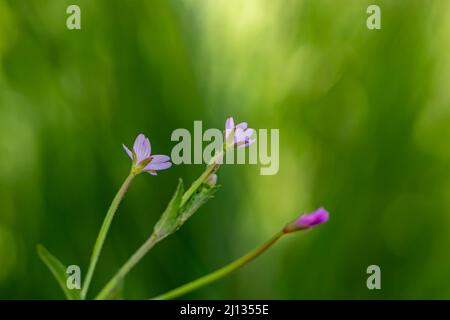 Claytonia sibirica Blume wächst auf der Wiese Stockfoto