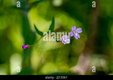 Claytonia sibirica Blume wächst auf der Wiese, aus der Nähe Stockfoto