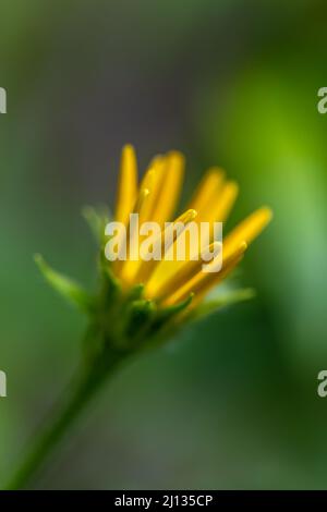 Buphthalmom salicifolium Blume in den Bergen, aus der Nähe Stockfoto