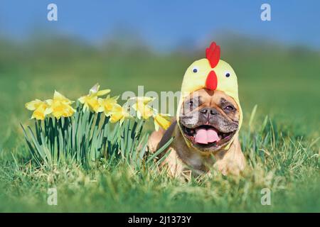 Happy French Bulldog Dog mit osterhuhnhut neben Narzissen Frühlingsblumen Stockfoto