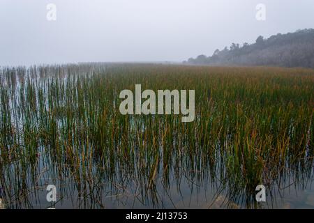 Früher nebliger Morgen mit Blick auf die Wassergräser im Lysterfield Lake Park Stockfoto