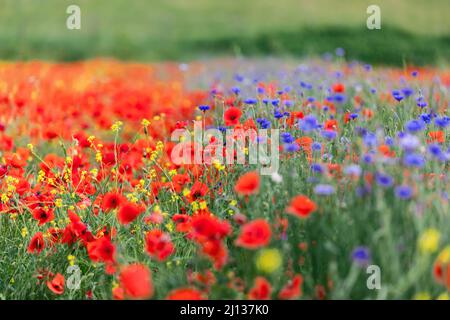 Rote Mohnblumen und andere Wiesenwildblumen in der Toskana, Italien (Selective Focus) Stockfoto