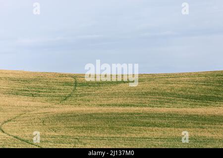 Minimalistische Landschaft von Tuscanу Ackerland mit gelbem und grünem Gras. Val d'Orcia, Italien Stockfoto