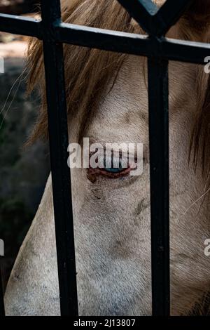 Wir denken oft, dass Tiere im Zoo ein gutes Leben haben werden. Es scheint, dass Menschen sich um sie kümmern, aber ihre Augen sagen das nicht. Stockfoto