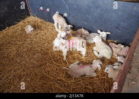 Waisenklämmer nur ein paar Stunden alt in einem crèche auf dem Bauernhof. Stockfoto