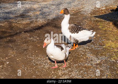 Geflügel, Zwerggans, Anser anser f. domesticus (CTK Photo/Libor Sojka) Stockfoto