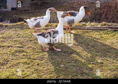 Geflügel, Zwerggans, Anser anser f. domesticus (CTK Photo/Libor Sojka) Stockfoto