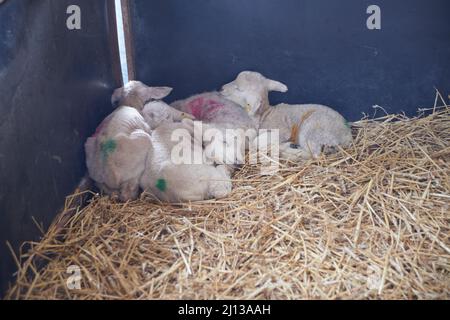 Waisenklämmer nur ein paar Stunden alt in einem crèche auf dem Bauernhof. Stockfoto