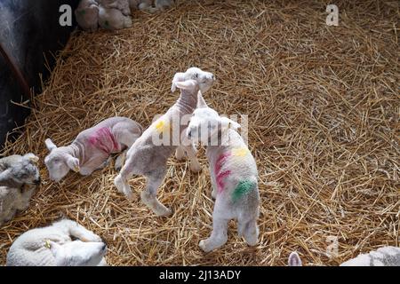 Waisenklämmer nur ein paar Stunden alt in einem crèche auf dem Bauernhof. Stockfoto