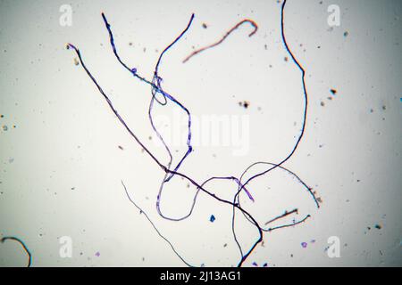 Gewebefasern vom Tatort unter einem Mikroskop. Physische Beweise für den Nachweis der Identität des Täters Stockfoto
