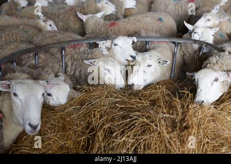 Texel-Kreuzschafe füttern in Innenräumen Silage, warten auf die Geburt, Frühling, Großbritannien. Stockfoto