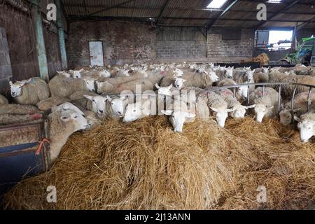 Texel-Kreuzschafe füttern in Innenräumen Silage, warten auf die Geburt, Frühling, Großbritannien. Stockfoto