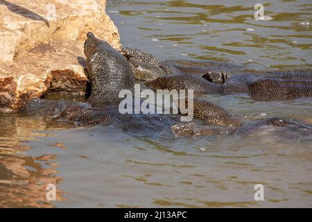 Afrikanische Weichschildkröte (Trionyx triunguis). Diese Art bewohnt Süß- und Brackwasserhabitate in Afrika (größere Teile von Ost, West und Mittel) Stockfoto