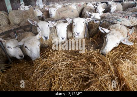 Texel-Kreuzschafe füttern in Innenräumen Silage, warten auf die Geburt, Frühling, Großbritannien. Stockfoto
