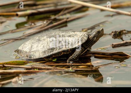 Kaspische Schildkröte im Wasser. Die Kaspische Schildkröte (Mauremys caspica), oder gestreifte Halsschildkröte, ist eine mittelgroße semi-aquatische Schildkröte, die von f gefunden wird Stockfoto