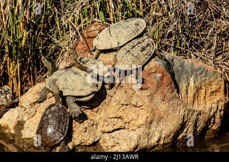 Kaspische Schildkröte im Wasser. Die Kaspische Schildkröte (Mauremys caspica), oder gestreifte Halsschildkröte, ist eine mittelgroße semi-aquatische Schildkröte, die von f gefunden wird Stockfoto