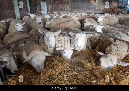 Texel-Kreuzschafe füttern in Innenräumen Silage, warten auf die Geburt, Frühling, Großbritannien. Stockfoto