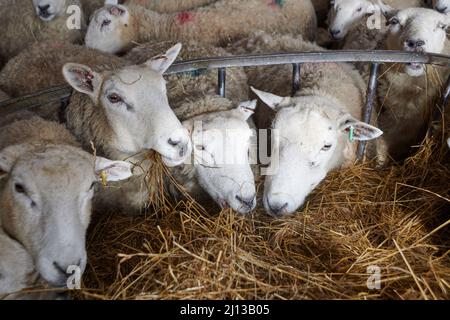 Texel-Kreuzschafe füttern in Innenräumen Silage, warten auf die Geburt, Frühling, Großbritannien. Stockfoto