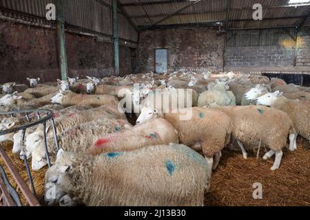 Texel-Kreuzschafe füttern in Innenräumen Silage, warten auf die Geburt, Frühling, Großbritannien. Stockfoto