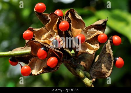 Adenanthera pavonina, der Rote Sandelholz oder Korallenbaum, wird für Futter, als Ziergartenpflanze oder Stadtbaum als Heilpflanze und kultiviert Stockfoto