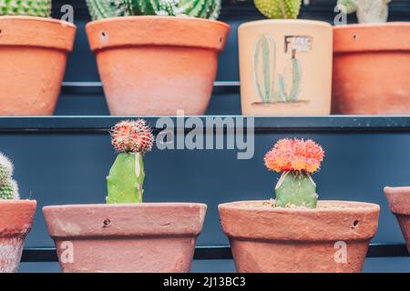 Botanischer Gewächshausgarten, Geschäft. Anbau Ornamental echten Kaktus in Topfreihe Schönheit. Grün wachsen Kakteen stachelige Blütenblüte blühen. Sommerblumen Stockfoto