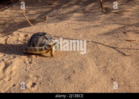 Kleinmanns Schildkröte (Testudo kleinmanni), auch allgemein die ägyptische Schildkröte, Leiths Schildkröte und die Negev-Schildkröte genannt, [die Negev-Unterpopulite Stockfoto